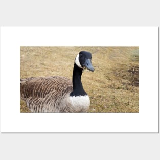 Canada Goose With Sticks In Its Mouth Posters and Art